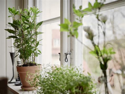 窗台植物